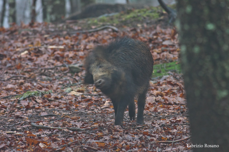 IL CINGHIALE