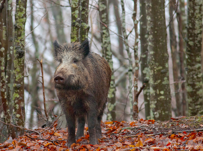 IL CINGHIALE