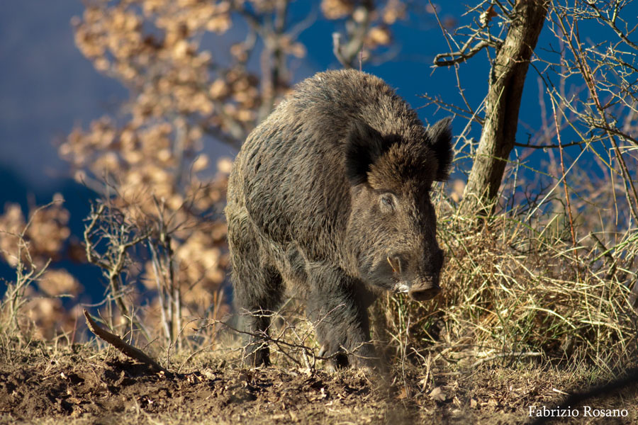 IL CINGHIALE