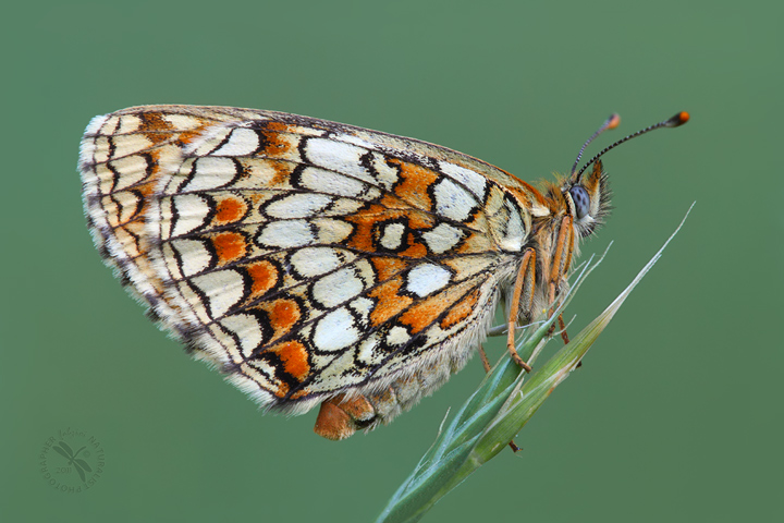 Melitaea spec.