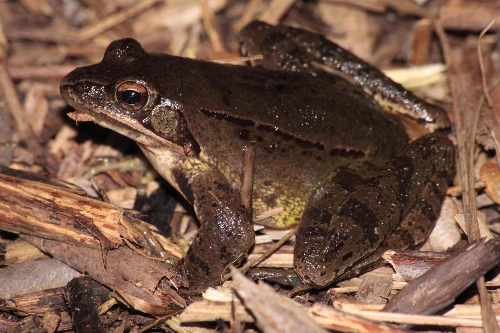 Riconoscimento - Rana dalmatina, Rana latastei