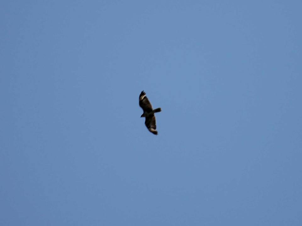 Rapace da identificare