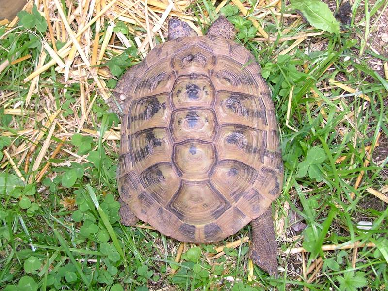 Testudo hermanni boettgeri