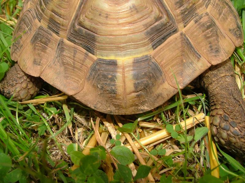 Testudo hermanni boettgeri