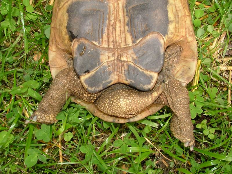 Testudo hermanni boettgeri