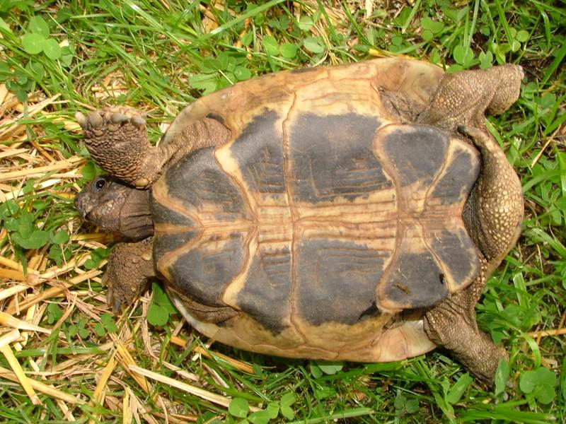 Testudo hermanni boettgeri