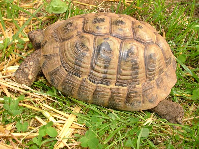 Testudo hermanni boettgeri