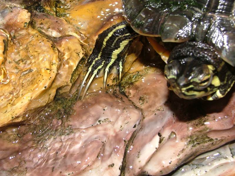 Trachemys scripta scripta o elegans?