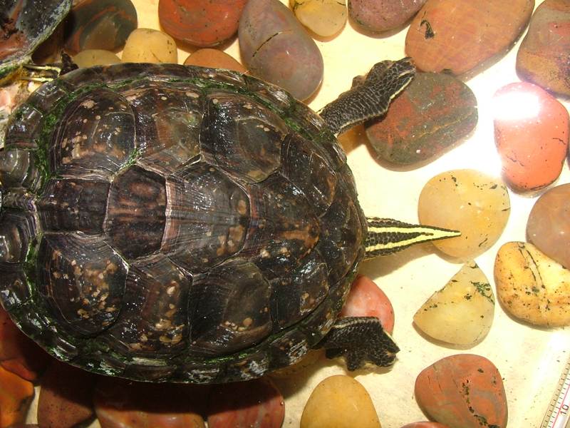 Trachemys scripta scripta o elegans?