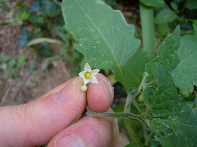 Solanum nigrum - Erba Morella