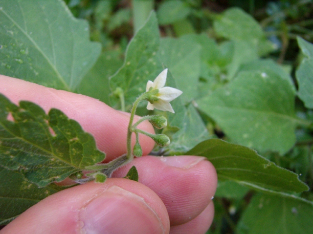 Solanum nigrum - Erba Morella