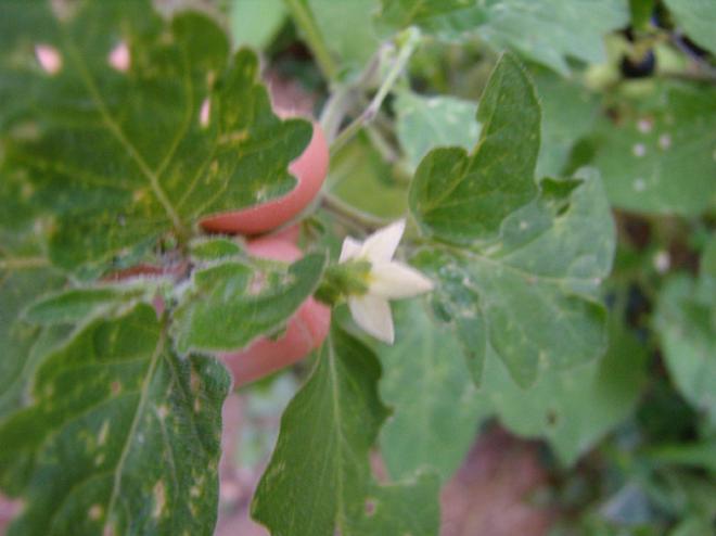 Solanum nigrum - Erba Morella