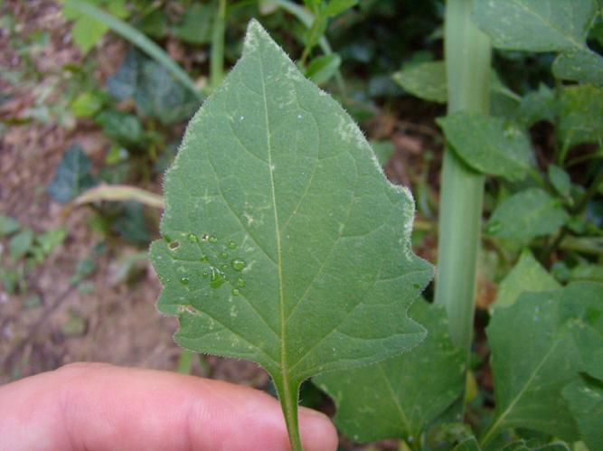 Solanum nigrum - Erba Morella