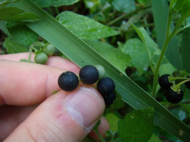Solanum nigrum - Erba Morella