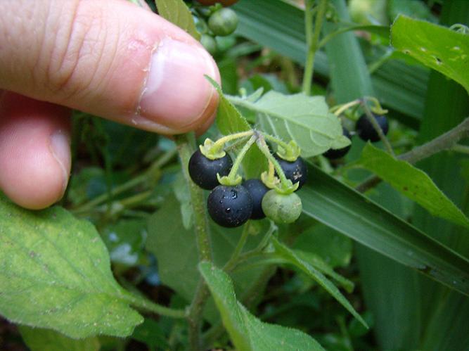 Solanum nigrum - Erba Morella