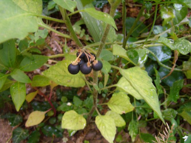 Solanum nigrum - Erba Morella