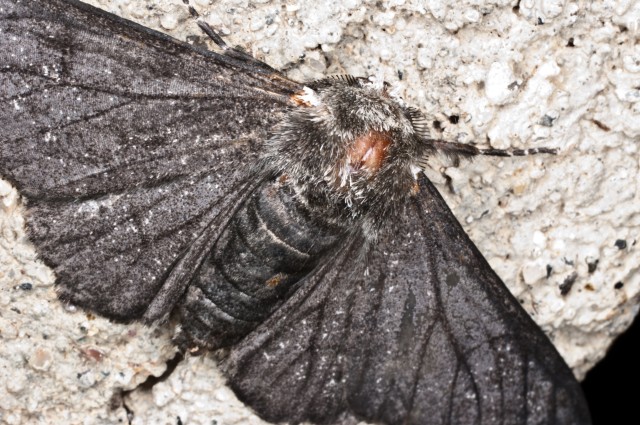 noctuide? no Geometridae : Biston betularia f. carbonaria