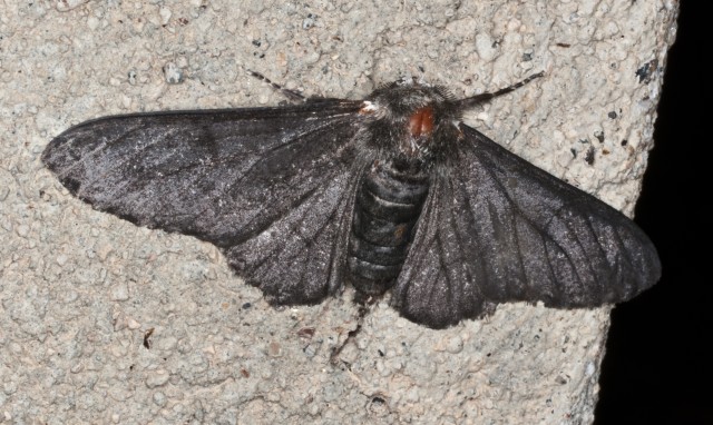 noctuide? no Geometridae : Biston betularia f. carbonaria