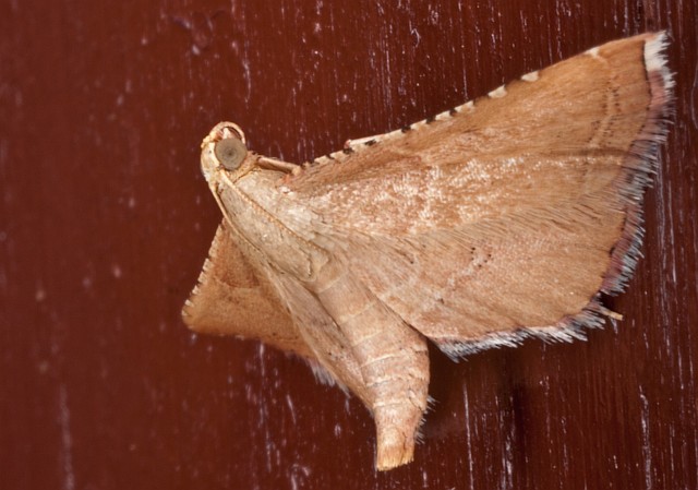 un altra noctuide? No, Pyralidae : Endotricha flammealis