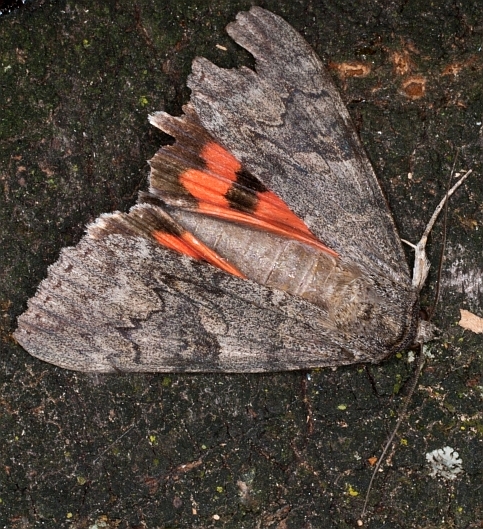 Catocala nupta