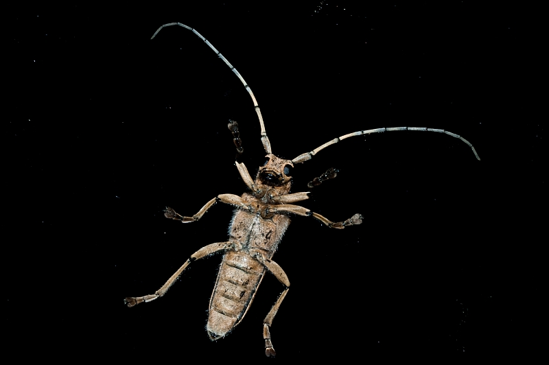 Cerambycidae oltre il vetro: Saperda carcharias