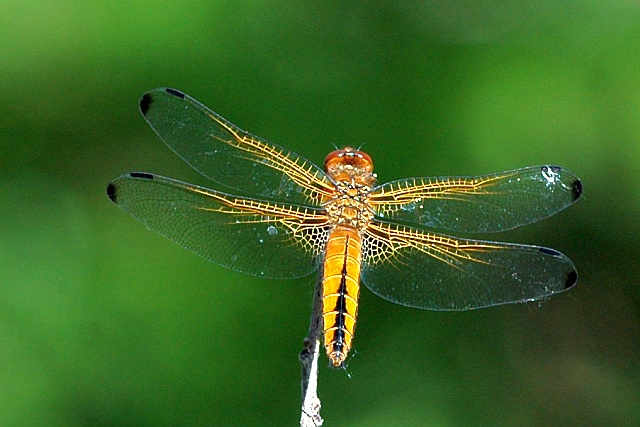 libellula quadrimaculata