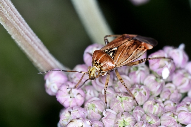 Miridae: Lygus cfr. wagneri del novarese