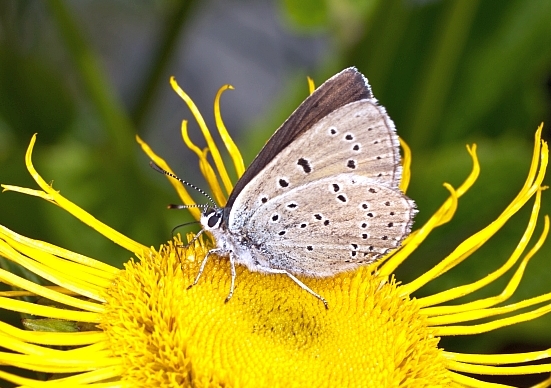 Lycaenidae