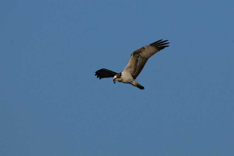 falco pescatore