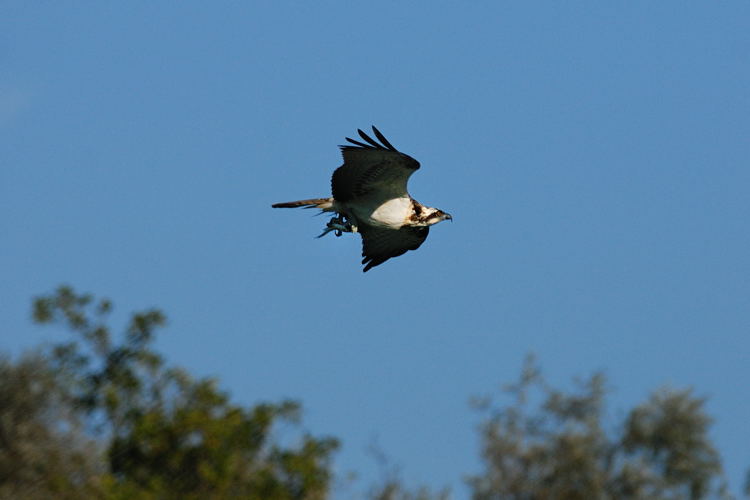 falco pescatore