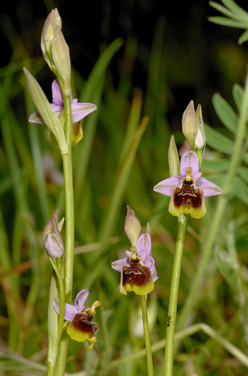 Ophrys tenthredinifera ??