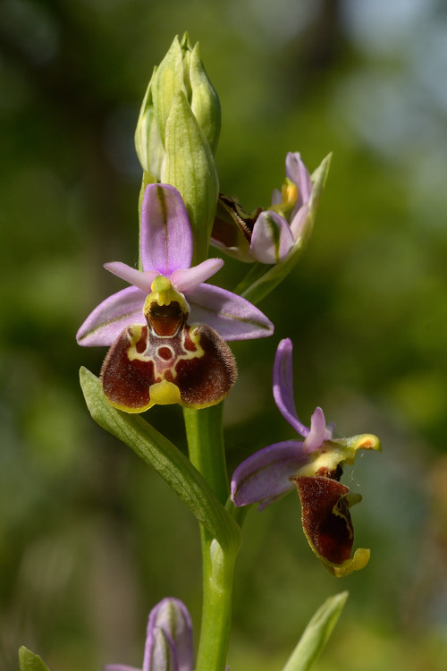 Ophrys tenthredinifera ??