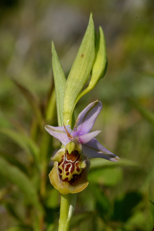 Ophrys .... ???