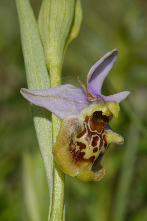 Ophrys .... ???