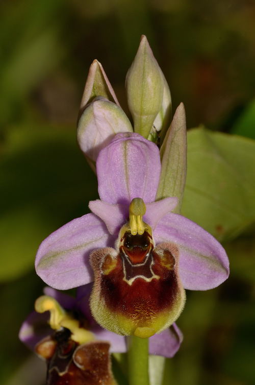 Ophrys tenthredinifera ??