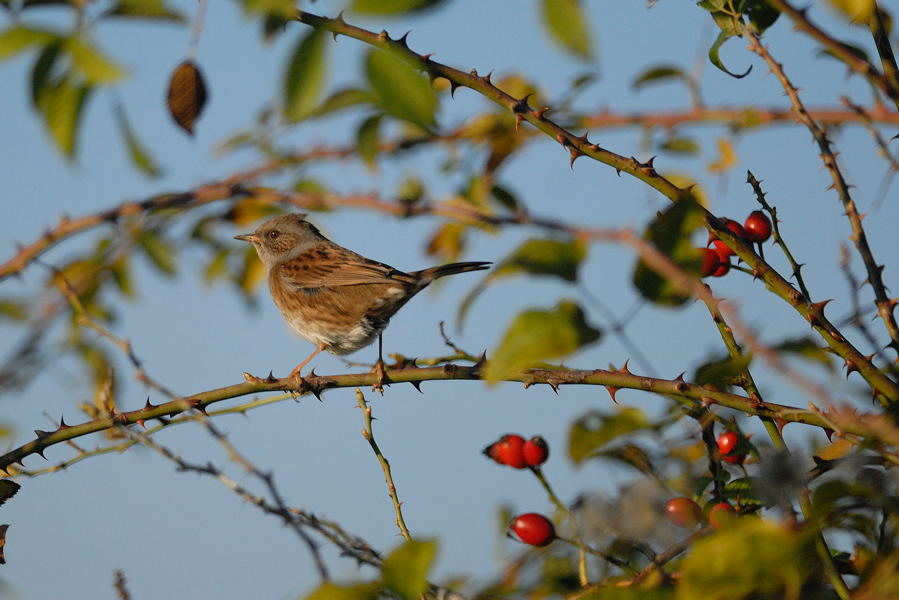 passera scopaiola