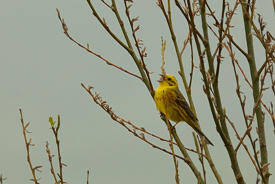 Zigolo giallo