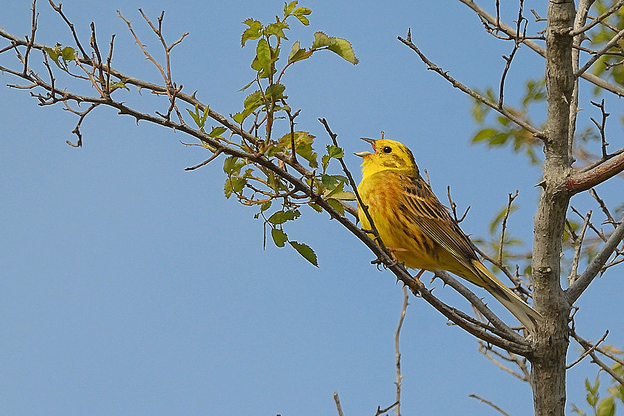 Zigolo giallo