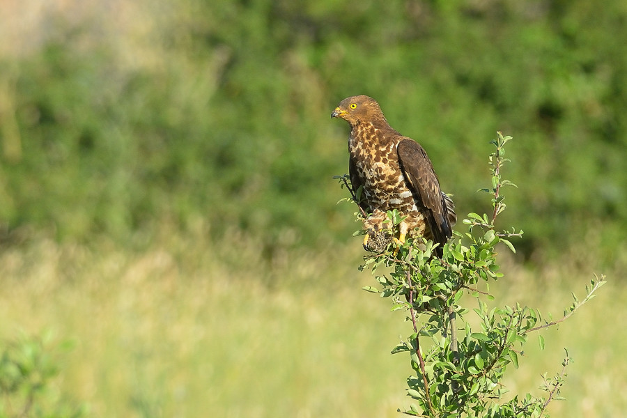 Falco pecchiaiolo