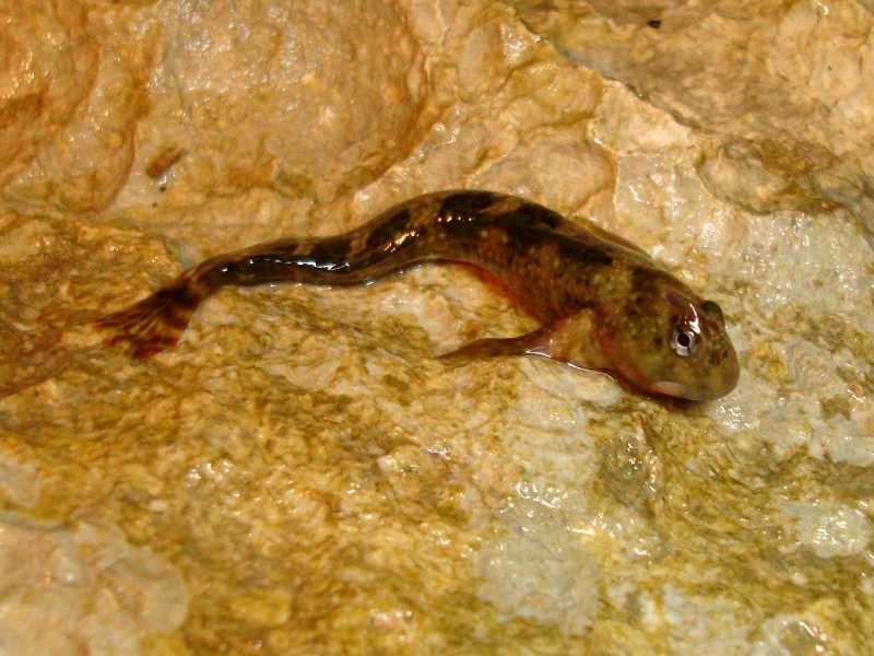 Blennide (juvenile Coryphoblennius galerita)