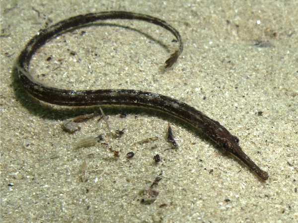 Pesci ago (Syngnathus taenionotus e Syngnathus typhle)