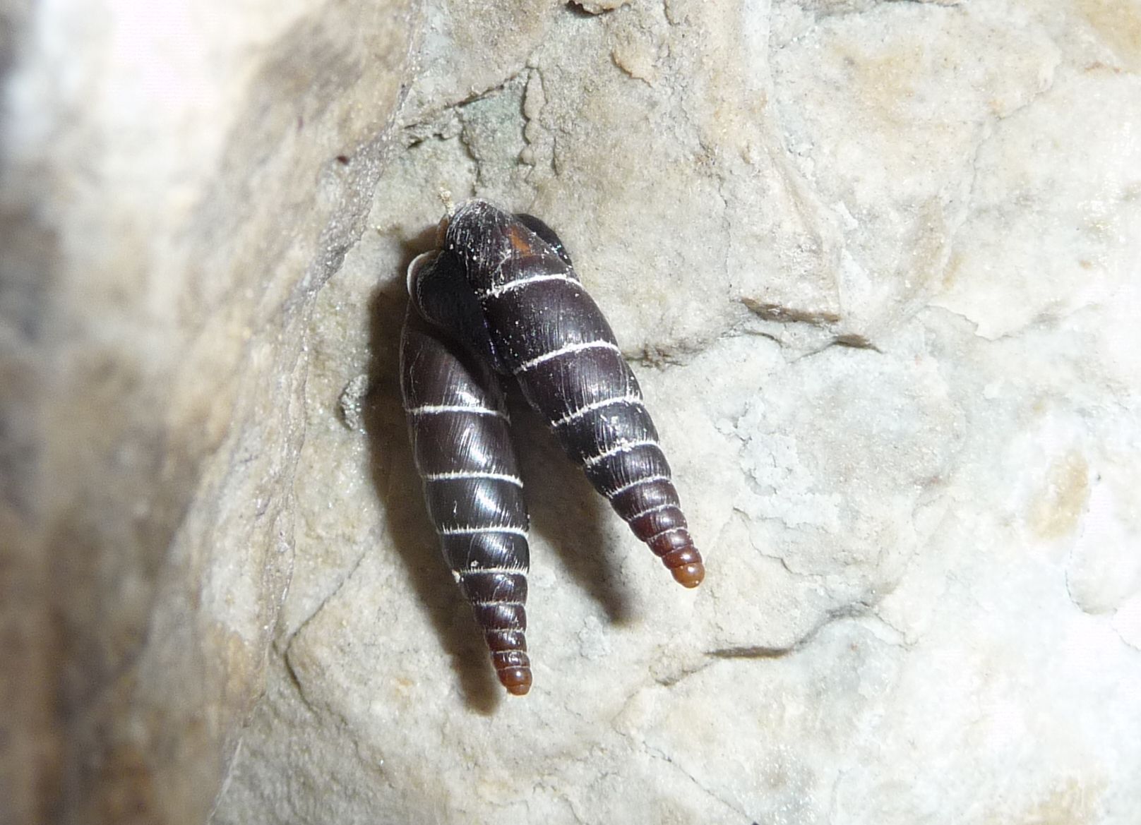 Charpentieria stentzii sul  M. Grappa