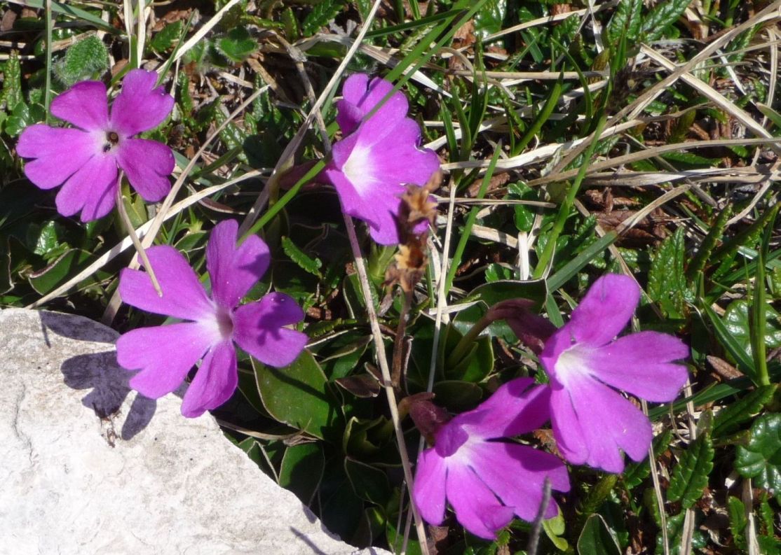 Primula wulfeniana / Primula di Wulfen