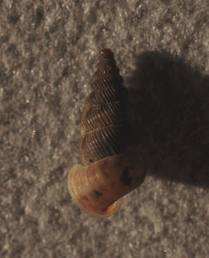 Cochlostoma da Loppio - Nago