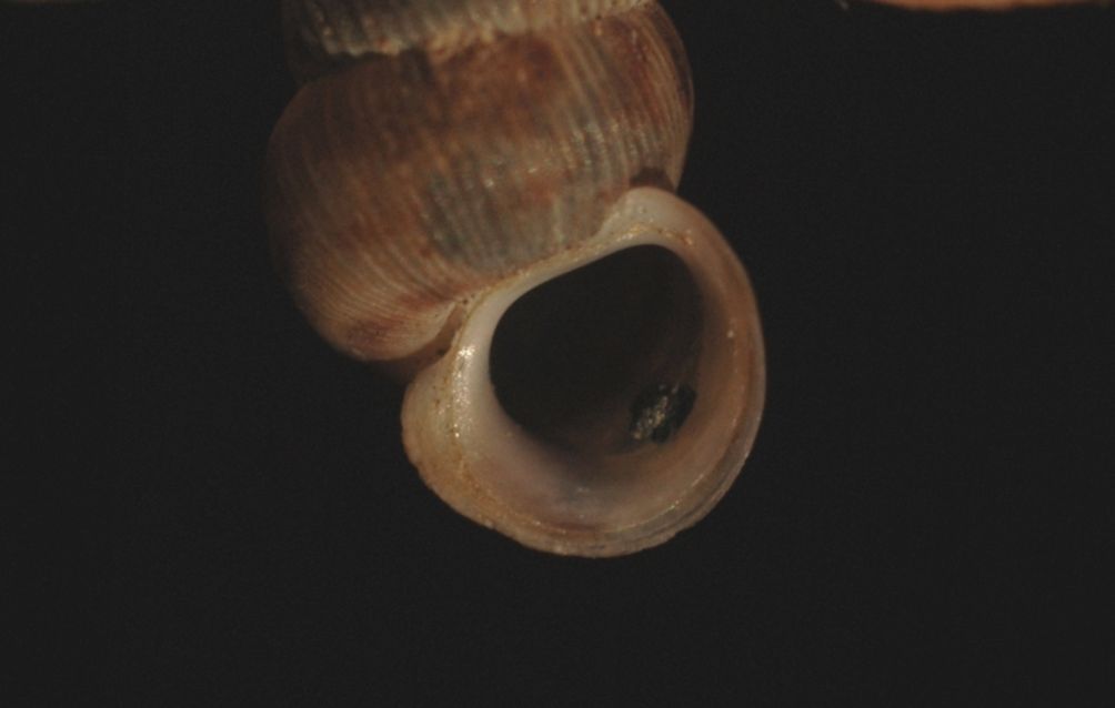 Cochlostoma da Loppio - Nago