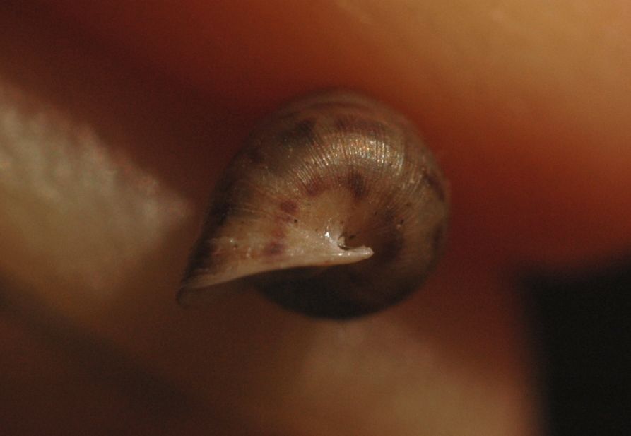 Cochlostoma da Loppio - Nago