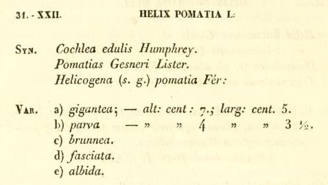 Quanto pu misurare Helix pomatia?