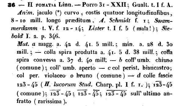 Quanto pu misurare Helix pomatia?