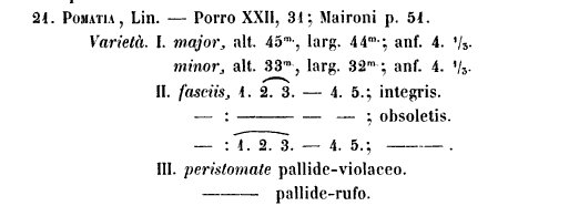 Quanto pu misurare Helix pomatia?