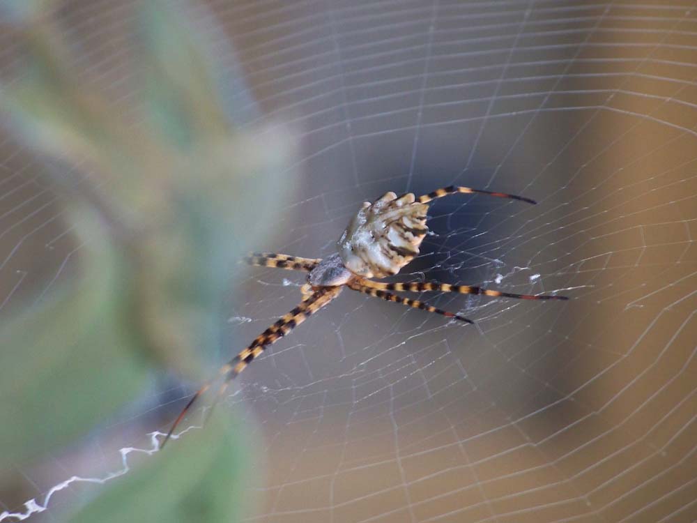 Argiope lobata